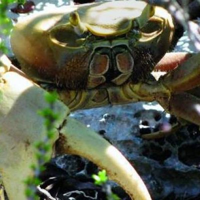 andros-crab_replenishment_reserve