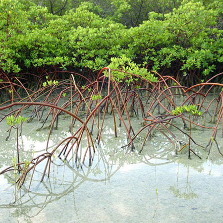 blacksound1-2 blacksound1-2