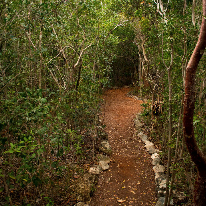 Coppice-trail Coppice-trail