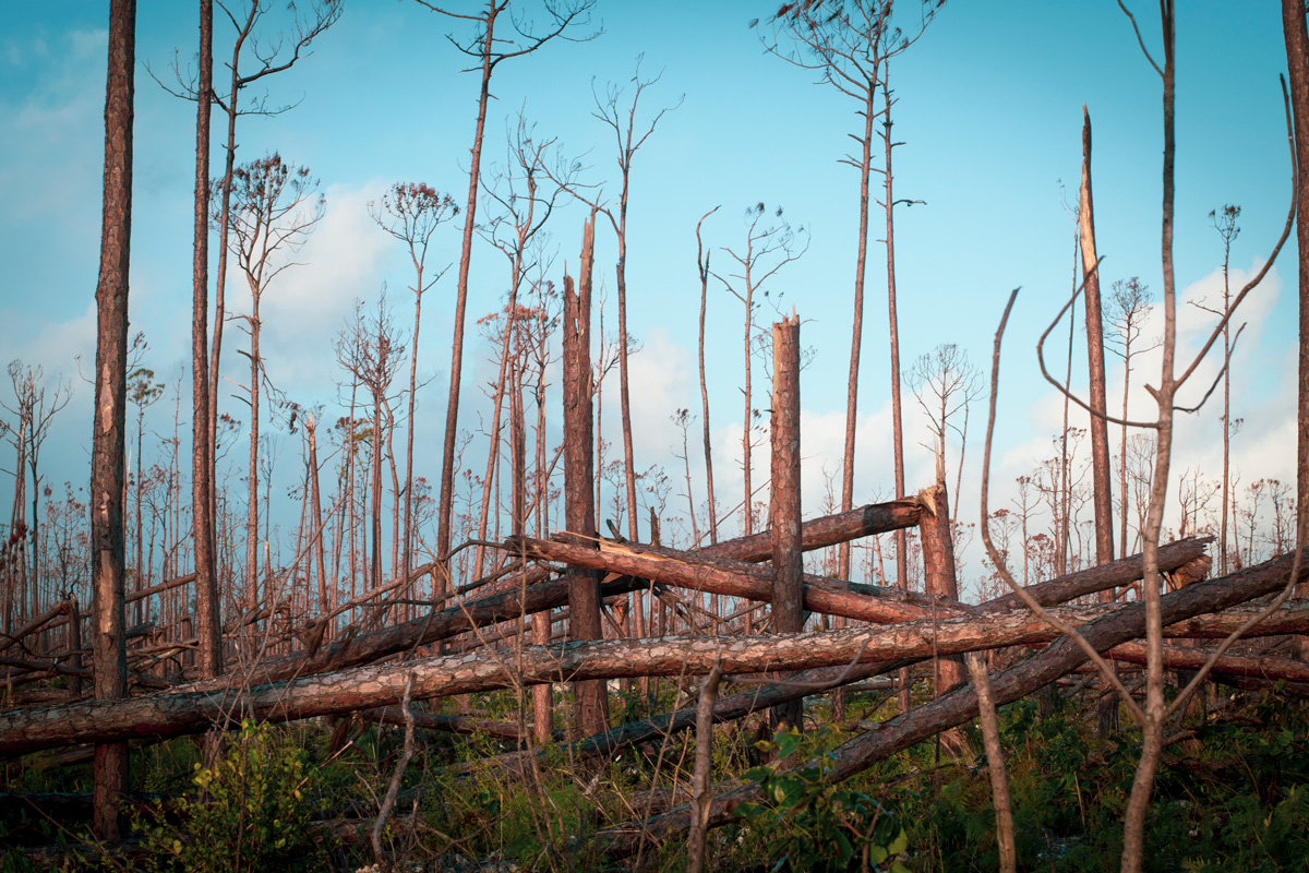 Destroyed-Pine-Forest-Abaco
