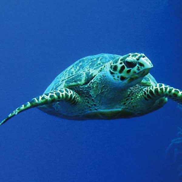 Grahams-Harbour-Iguana-Sea-Cay-3x5-side-2-1