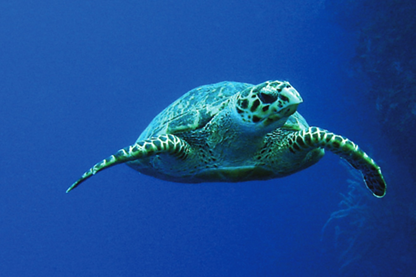 Graham's Harbour Iguana Sea Cay 3x5 side 2 (1)