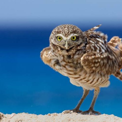 GrooM_BurrowingOwl4 copy