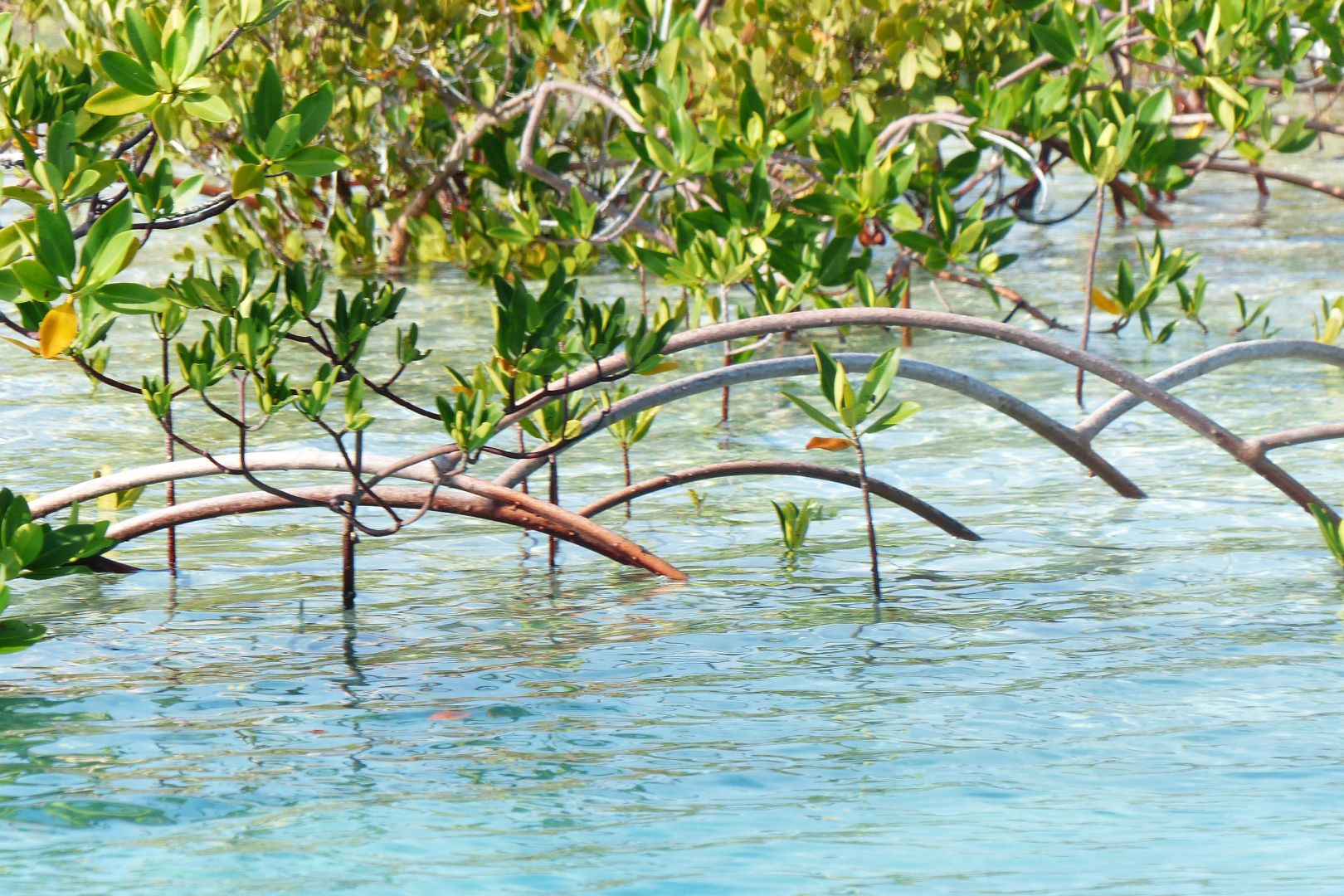 Mangroves Shroud Cay ECLSP copy (1)