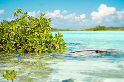 MC-Protecting-Mangroves-S2