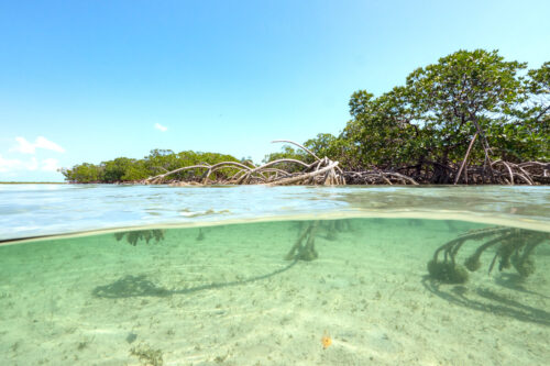 MC-Protecting-Mangroves-S3