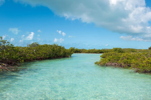 MC-Protecting-Mangroves-S4