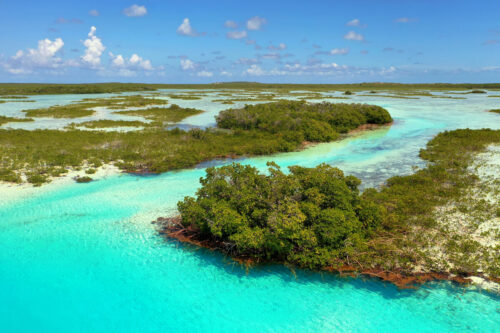 MC-Protecting-Mangroves-S5