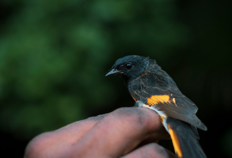 Redstart-closeup