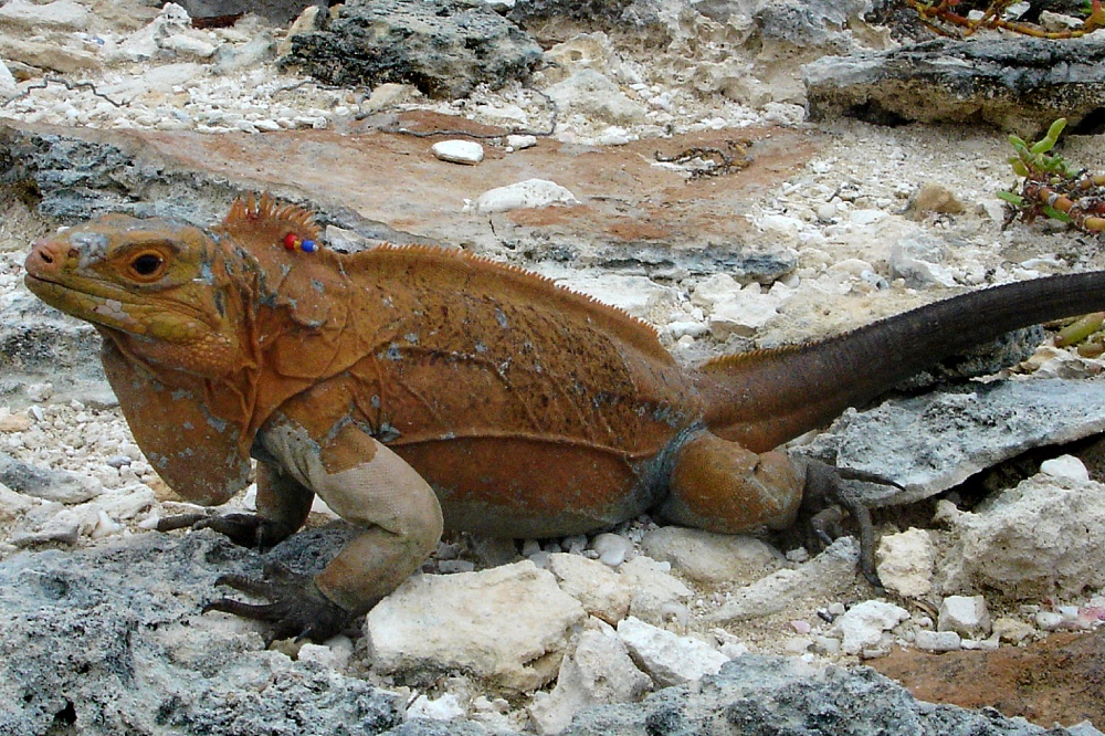 San Sal iguana (1)