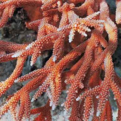 Staghorn close up (1)