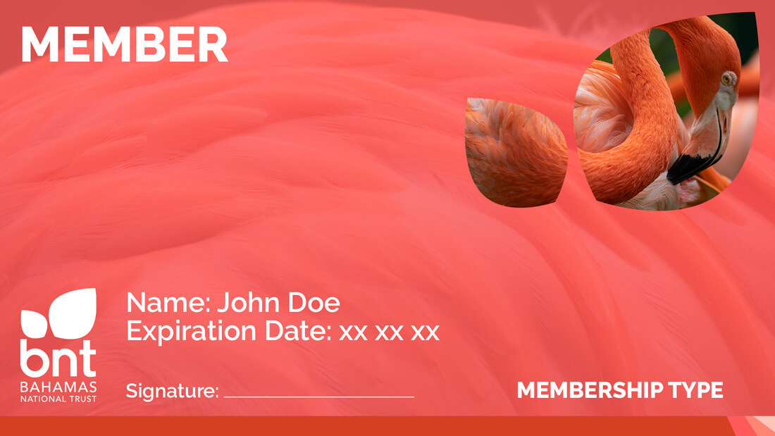 The-West-Indian-Flamingo-Membership-Card