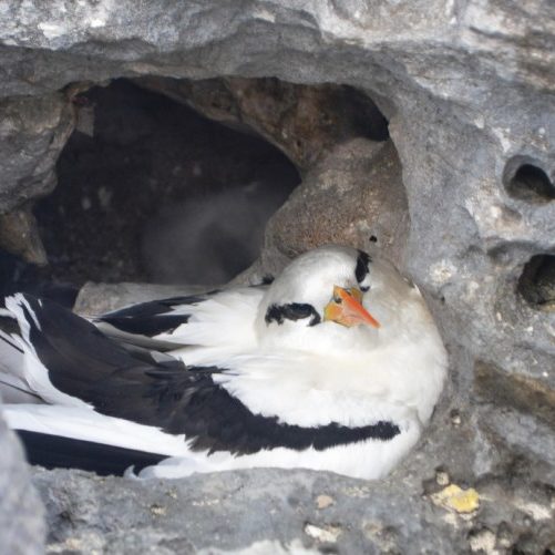 White Tailed Tropic Bird - BNT (1) White Tailed Tropic Bird - BNT (1)