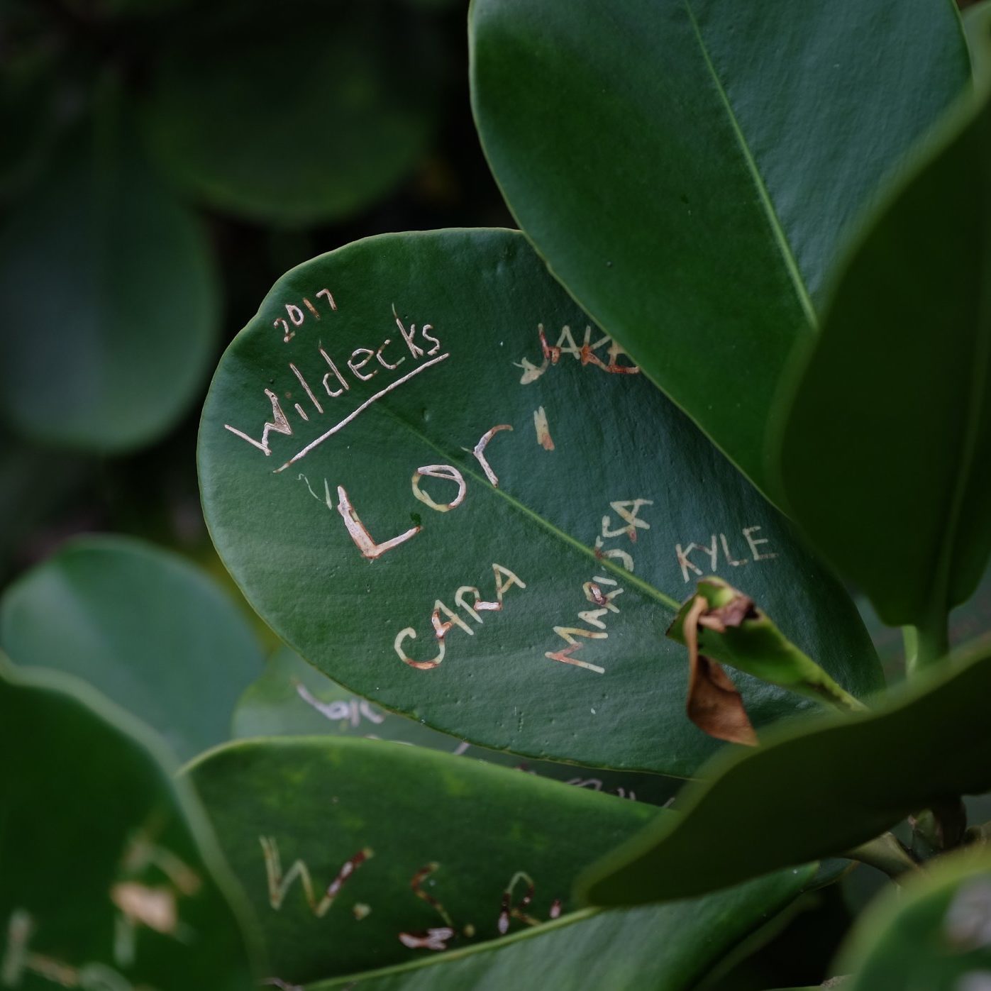 XT102434 (1) XT102434 (1)