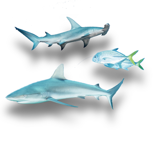 20170720EX_574sm-copy-2-(2)