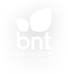 BNT Logo Full Colour