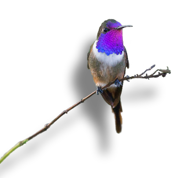 GrooM_WoodstarHummerMale-1 copy (2)