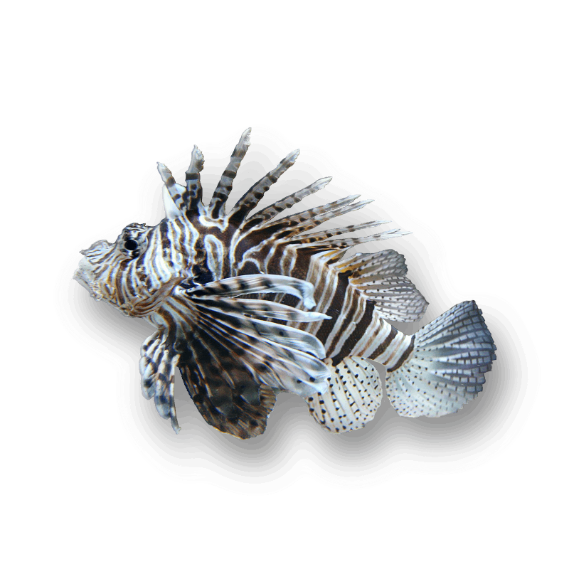 lionfish-1333970
